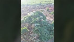Fermieri nevoiți să distrugă zeci de tone de legume nevândute în urma intensificării controalelor ANAF
