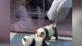 Controversă la o Grădină Zoologică din China: Câini Chow Chow Vopsiți să Pară Pandas