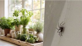 Planta pe care și tu o ai în bucătărie care ține păianjenii departe de casa ta. Oamenii îi adoră aroma, arahnidele fug de ea