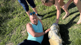 Pește uriaș prins pe o baltă din Vestul României. De patru ani pescarii încearcă să-l captureze FOTO VIDEO