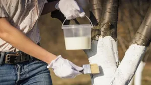 Cum trebuie să văruiești pomii primăvara. Tot ce trebuie să știi despre prepararea soluției
