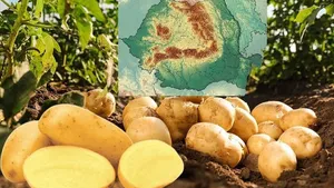Această legumă produsă în România este vedetă pe piețele externe. Deși cererea este tot mai mare, producția românească a intrat în declin