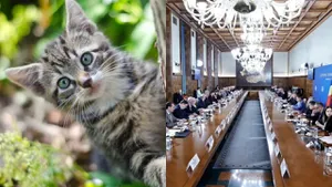 Veste oribilă pentru iubitorii de animale. Guvernul îi vizează pe cei care au pisici