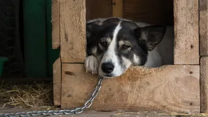 Amenzi mari pentru românii care îşi ţin câinii în lanţ. Ce prevede noua lege şi când intră în vigoare