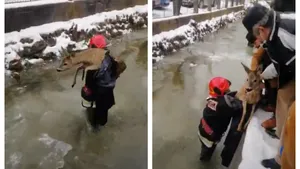Căprioară blocată într-un sloi de gheaţă, salvată de pompieri. Imagini impresionante