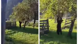 Urs surprins în timp ce culegea mere dintr-un pom. Imagini incredibile în judeţul Neamţ