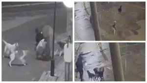 Imaginile disperării! Femei atacate de haitele de câini în Bârlad. Cum au reușit să scape