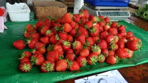 Primele căpșuni românești au ajuns în piețe. Deși sunt mult mai gustoase, nu mulți își permit să le cumpere. Costă mai mult decât un kg de ceafă de porc