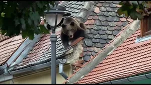 RO-Alert în Sibiu. Un urs se plimbă de 24 de ore prin oraş. Joi a fost văzut în zona aeroportului