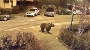 Urs pe străzile din Ploiești. Locuitorii au primit mesaje Ro-Alert în care erau sfătuiți să stea în case