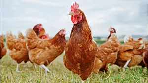 A fost creată prima găină modificată genetic. Este mult mai rezistentă la gripa aviară