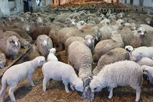 Bruxelles reduce cu 5% numărul porcilor în UE într-un singur an! Comisia Europeană nu este de acord cu creșterea animalelor de fermă