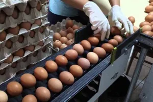 Gripa aviară face ravagii în toată lumea: Preţul ouălor s-ar putea dubla de Sărbători, peste 50 de milioane de păsări au fost sacrificate