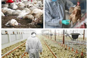 Gripa aviară se extinde rapid în România. ANSVSA confirmă un nou focar astăzi
