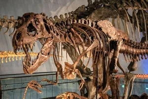 Scheletul de T-Rex care urmează să fie scos la licitație este expus la Zurich. Valoarea acestuia este una uriașă