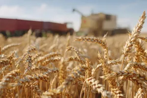 România va furniza grâu Israelului, în caz de urgență