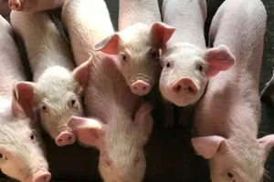 Garda de Mediu dă buzna printre crescătorii de porci! Amenda uriașă pe care a primit-o un fermier din Arad