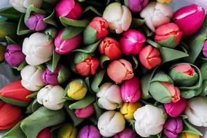 Cât costă un buchet de flori pentru 8 martie. Prețurile au explodat față de anul 2023