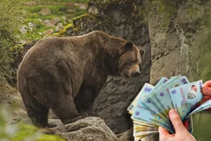 Un băcăuan a scos la vânzare o blană de urs pe internet. Cât cere acesta pe trofeul de vânătoare