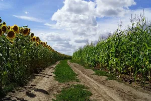 România, pe primul loc în UE la suprafaţa cultivată cu floarea soarelui şi porumb boabe. Producţia s-a ridicat la peste 10 milioane tone