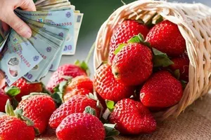 Primele căpșuni românești, cu 3 săptămâni mai devreme în piețe. Care este prețul unui kilogram