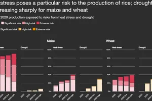 Raport PwC: Economia globală trebuie să se adapteze la schimbările climatice: 87% din producţia mondială de orez va fi afectată