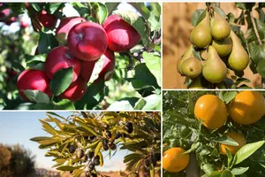 Avertisment sumbru: Românii și-ar putea lua ADIO de la fructele și legumele tradiționale din cauza climei. „Nu vedem grâu sau porumb acolo, ci milioane de hectare cu livezi de măslini”