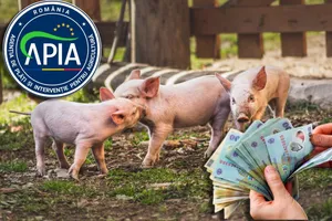 Decizie de ultimă oră despre subvenția APIA de 100 euro! Anunțul făcut de ministrul Agriculturii