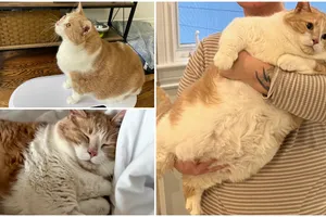 Pisica obeză care a cucerit internetul! A devenit fitness influencer și are milioane de fani pe Tik Tok