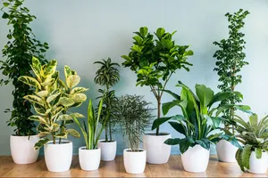 Plantele care răcoresc și curăță aerul din casă pe timp de vară. Ce recomandă experții NASA