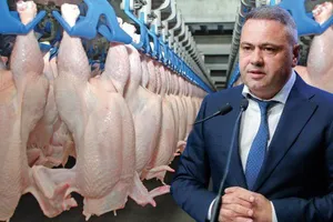 România exportă peste 50% din carnea de pui și ouă