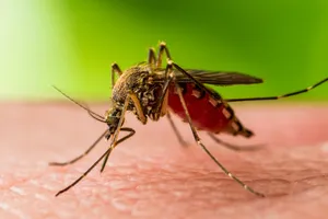 117 cazuri de West Nile în România și 7 decese. Bucureștiul, județul cu cele mai multe îmbolnăviri