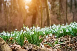 Primăvara aduce temperaturi peste normal. ANM anunță o lună martie mai caldă și cu ploi puține