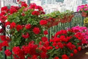 Îngrijirea mușcatelor primăvară. Când le poți scoate în balcon sau în grădină