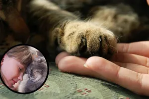 Lovitură pentru stăpânii de pisici! Ai doar 6 luni să respecți noua regulă, altfel rămâi fără animal!
