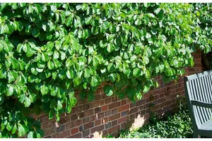 Cum să ai grădina verde, chiar și iarna. Plantele care sunt mereu verzi și îți înfrumusețează grădina