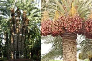 Arborele exotic care aduce profituri uriașe în plină criză