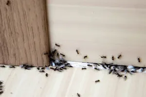 Produsul de 4 lei care te scapă de furnici toată vara. Unde trebuie să-l pui în casă pentru rezultat garantat