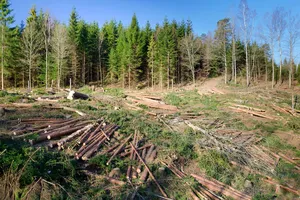 Peste 3 milioane de hectare de pădure evaluate de Romsilva la zero lei. Curtea de Conturi cere urmarirea penală