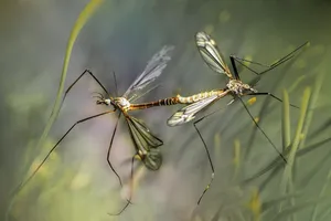 Cum să scapi de țânțari fără să dai bani pe soluții din comerț. Trucurile ieftine și naturale care țin insectele la distanță