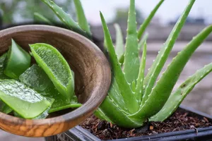 Ce este obligatoriu să pui în ghiveciul plantei de aloe vera ca să crească sănătoasă. Cât de des trebuie s-o uzi