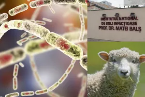 Alertă sanitară în România: posibil caz de antrax la Institutul „Matei Balș”. O femeie a murit după ce a mâncat carne de oaie