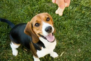 Taxa pentru câini crește drastic la Viena. Proprietarii vor plăti până la 160 de euro din 2026