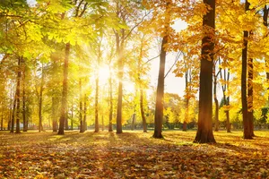 Meteorologii EaseWeather au emis prognoza pentru toamna lui 2025 în Bucureşti. Temperaturi istorice!