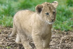 Controversă în China: un restaurant oferă șansa să bei ceai în timp ce legeni un pui de leu. Criticile n-au întârziat să apară