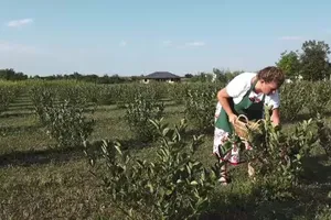 Noi taxe pentru fermieri. Sere, solarii și silozuri intră sub impozitare din 2026