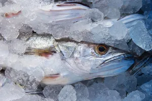 Atenție la peștele congelat. Cum îl alegem pe cel de calitate