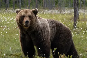 România, țara urșilor. Populația de urs brun a depășit de trei ori capacitatea pădurilor