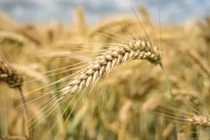 Criza de încredere amenință agricultura românească. Fermierii, procesatorii și statul, sub presiune