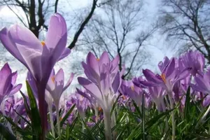 ANM: Vreme apropiată de normal în martie, cu precipitații reduse la începutul lunii